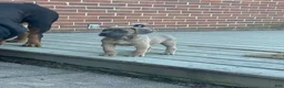 Cane Corso dogs for sale: Hemmy - Ad 7