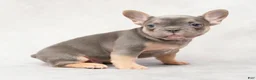 French Bulldog dogs for sale: Morris - Ad 8