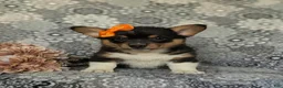 Welsh Corgi Pembroke dogs for sale: Marta AKC Registered - Ad 3