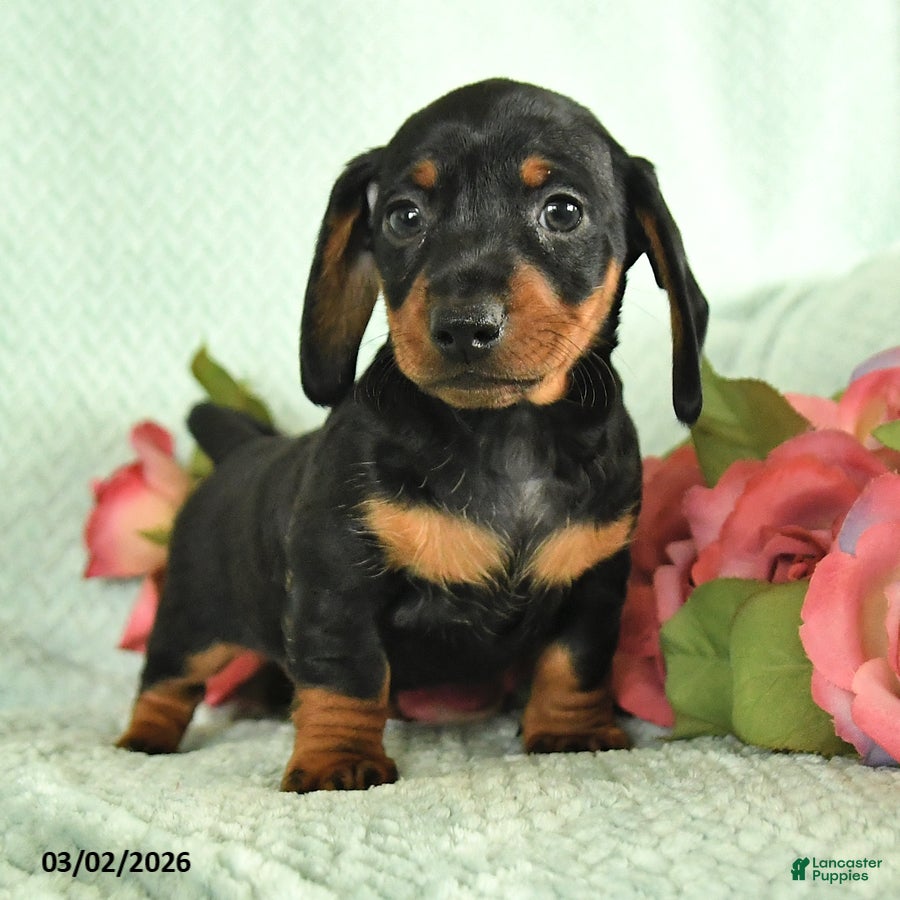 Dachshund dogs Gus - Ad 2