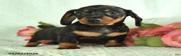 Dachshund dogs for sale: Gus - Ad 2