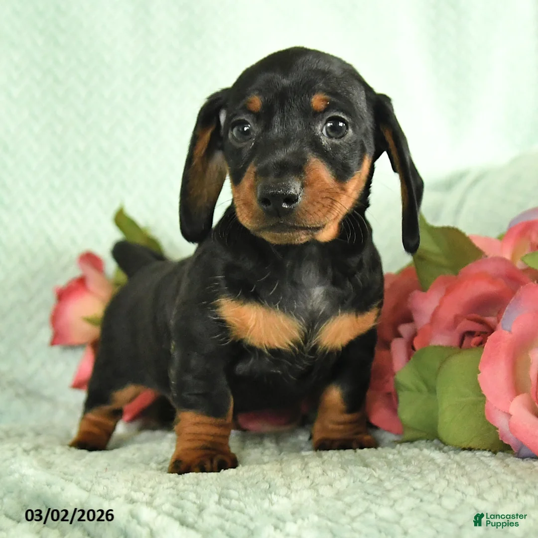 Dachshund dogs for sale: Gus - Ad 2