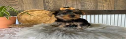Yorkshire Terrier dogs for sale: Tiana - Ad 5