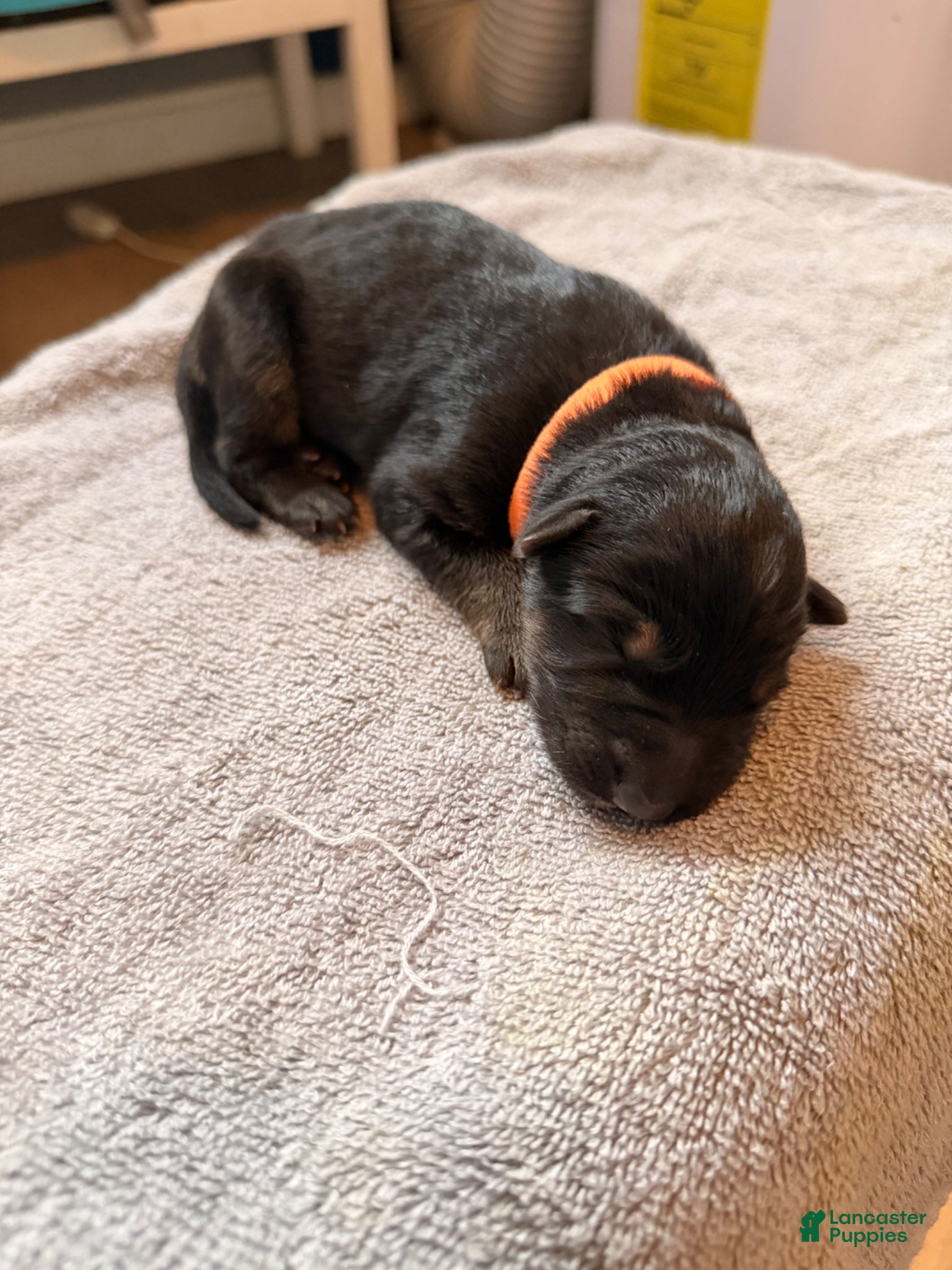 German Shepherd dogs German Shepherd Puppy 5- Orange Female - Ad 10