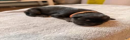 German Shepherd dogs for sale: German Shepherd Puppy 5- Orange Female - Ad 1
