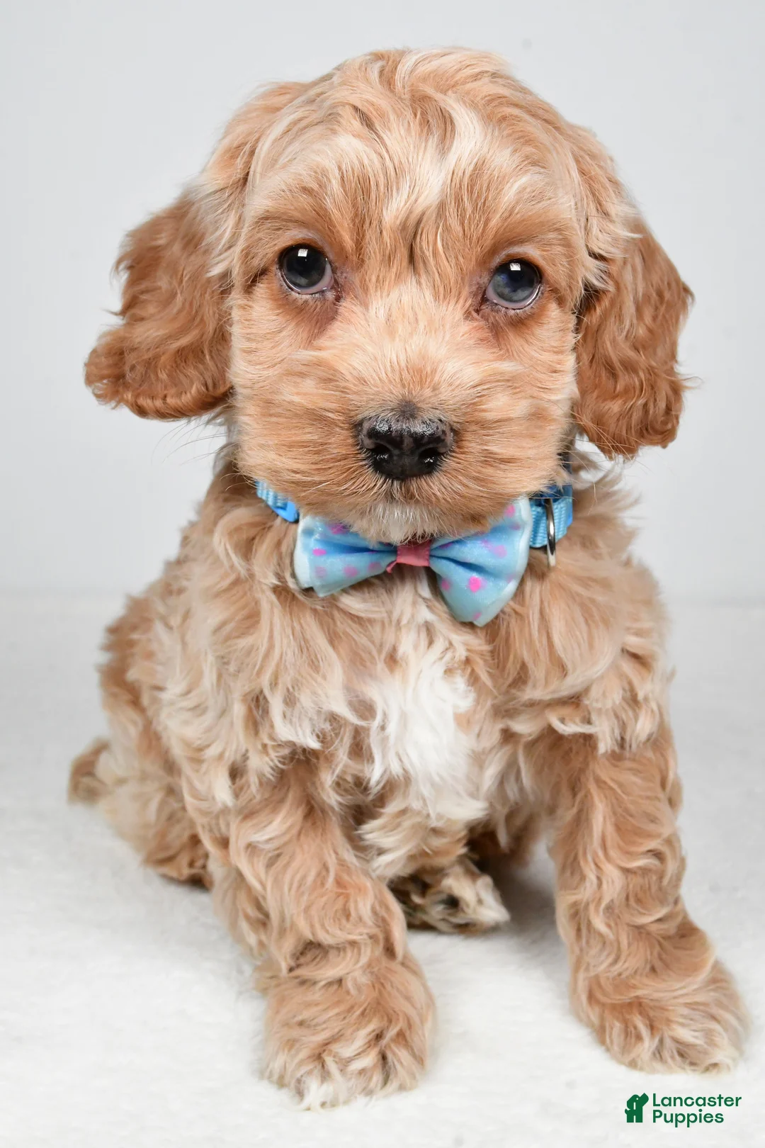 Cockapoo dogs for sale: Preston - Ad 6