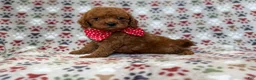 Cavapoo dogs for sale: Lucky - Ad 5