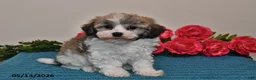Havanese dogs for sale: Riley - Ad 4