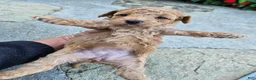 Bichpoo dogs for sale: Winnie - Ad 5