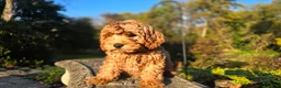 Cavapoo dogs for sale: Bryce - Ad 4