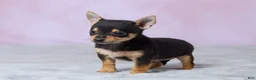 Chihuahua dogs for sale: Theo - Ad 5