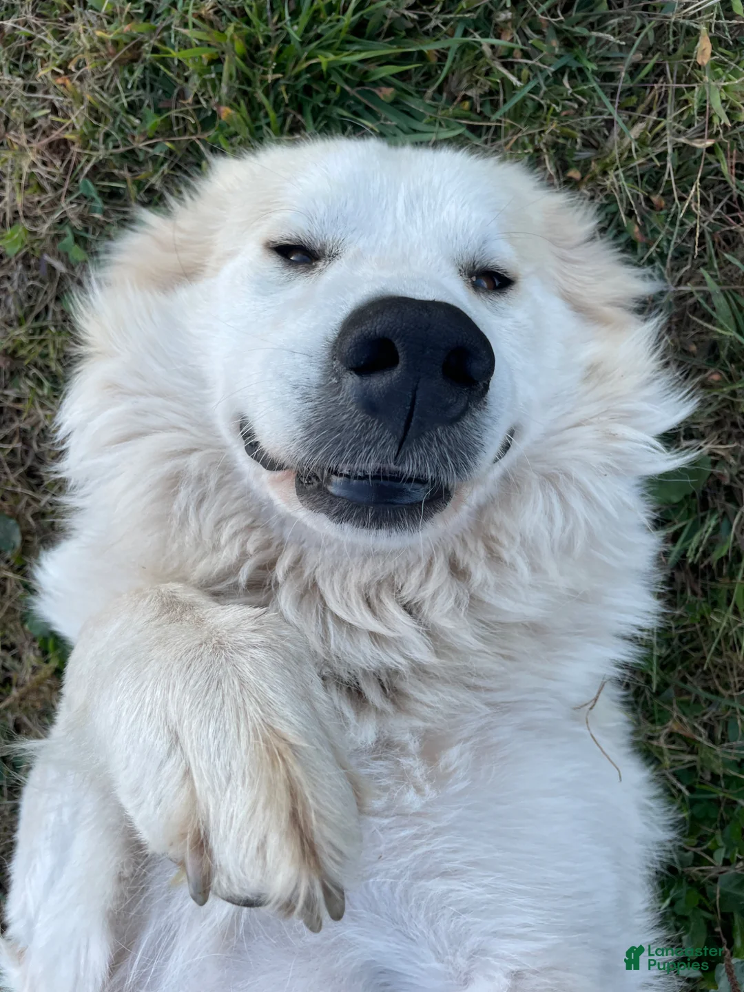 Great Pyrenees dogs for sale: Great Pyrenees Puppy 1 - Ad 2