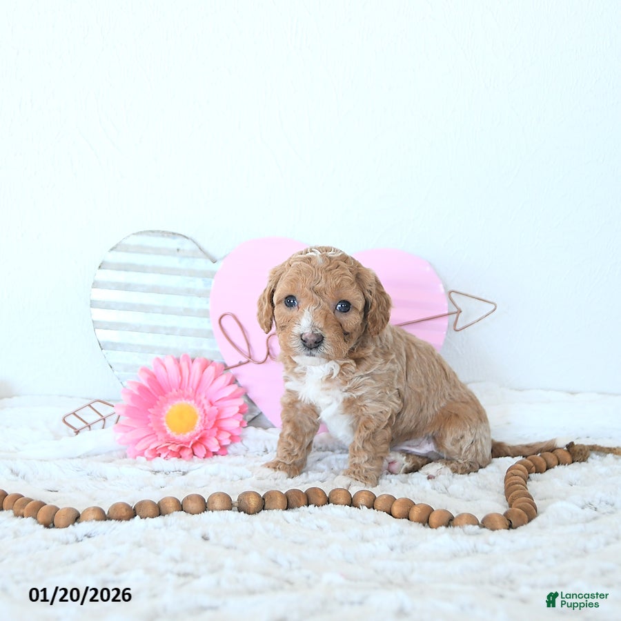 Mini Goldendoodle dogs Duncan - Ad 2