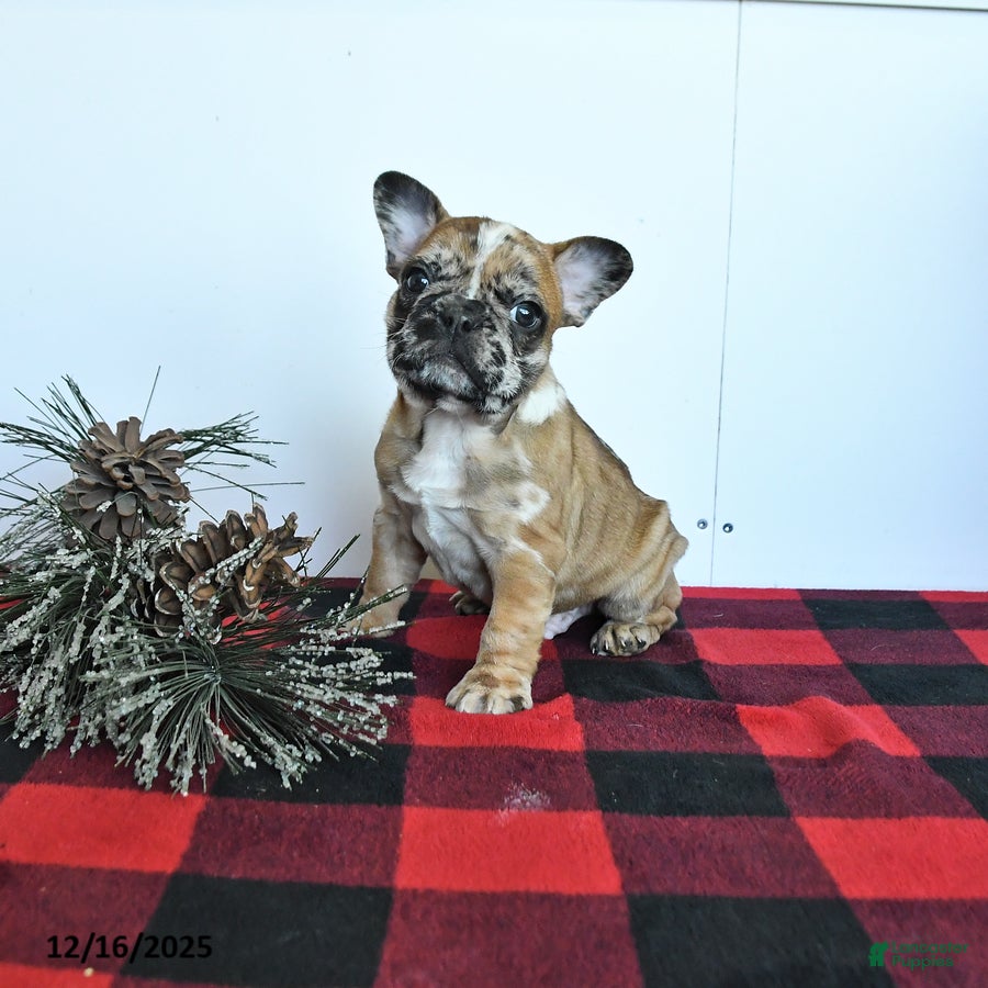 Mixed Breed dogs Dallas - Ad 6