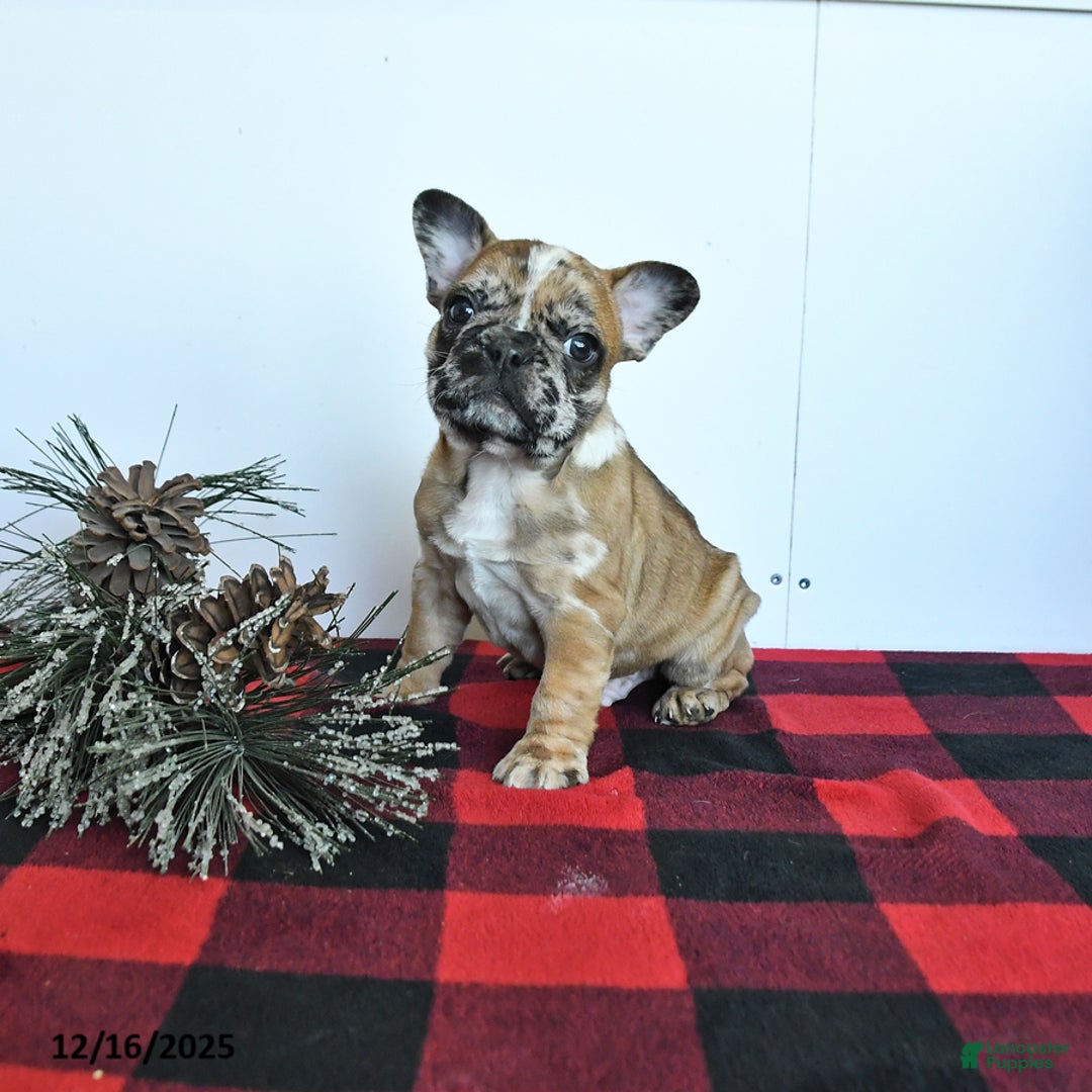 Mixed Breed dogs for sale: Dallas - Ad 1