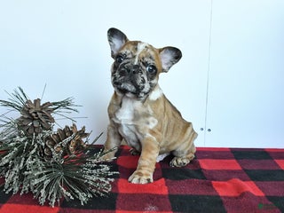 Mixed Breed dogs Dallas - Ad 6