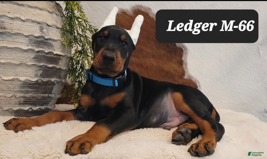 Doberman Pinscher dogs LEDGER  - Ad 42