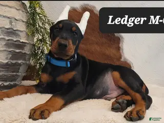 Doberman Pinscher dogs LEDGER - Ad 42