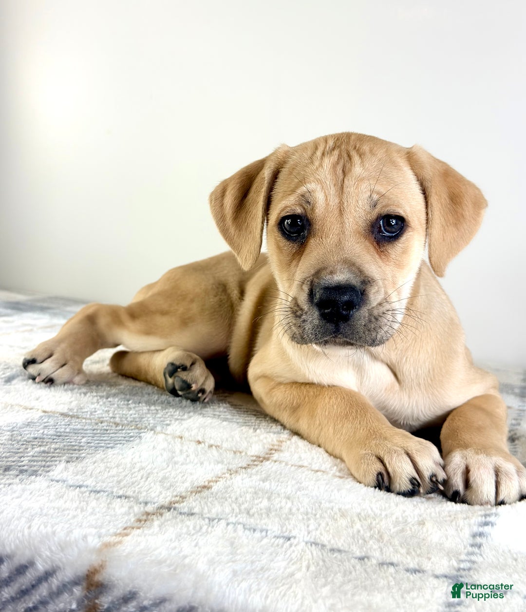 Cane Corso dogs for sale: Nala - Ad 3