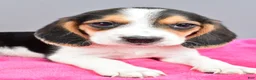 Beagle dogs for sale: Darling - Ad 3