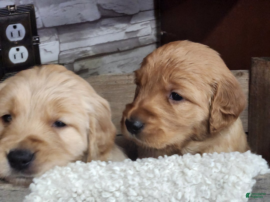 Golden Retriever dogs for sale: Lance - Ad 9