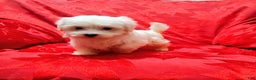 Maltese dogs for sale: Sophie - Ad 3