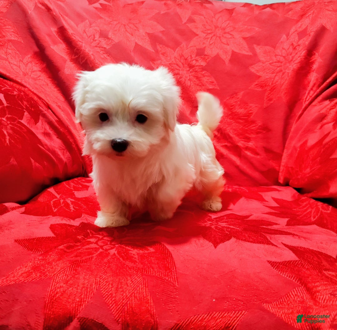 Maltese dogs for sale: Sophie - Ad 3