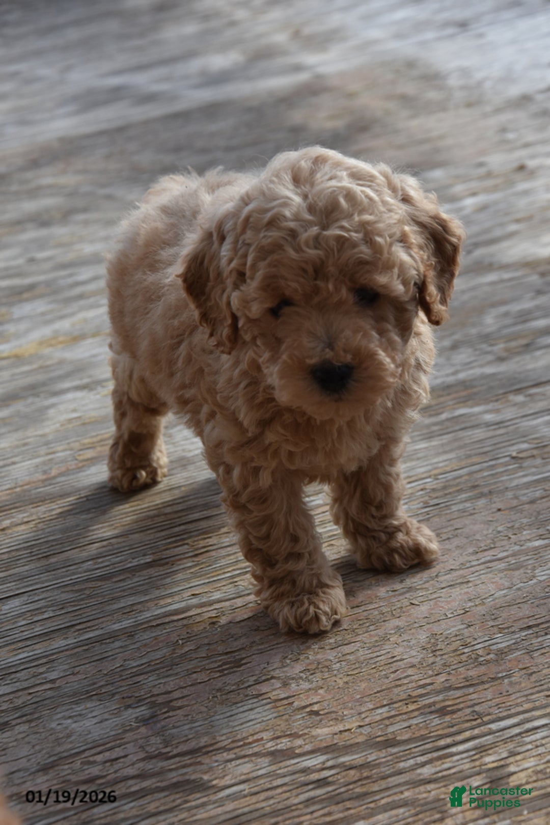 Cockapoo dogs for sale: Matthew - Ad 3