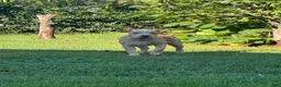 American Bully dogs for sale: Butterscotch - Ad 5