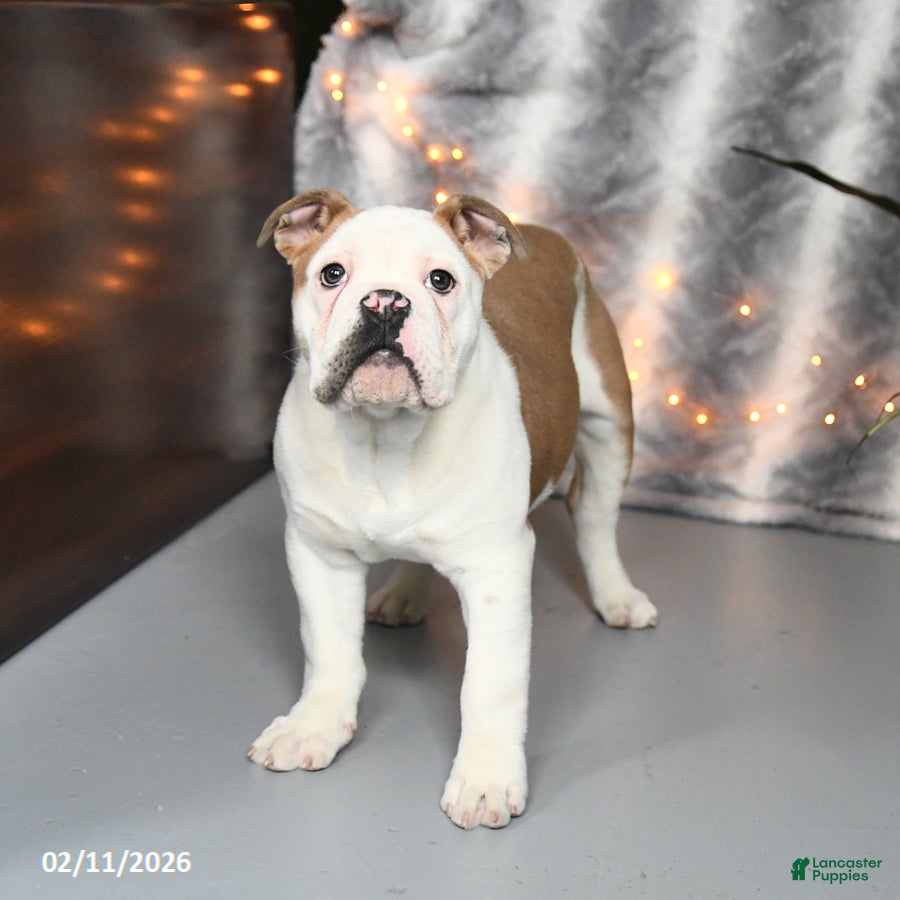 Mixed Breed dogs Max - Ad 2