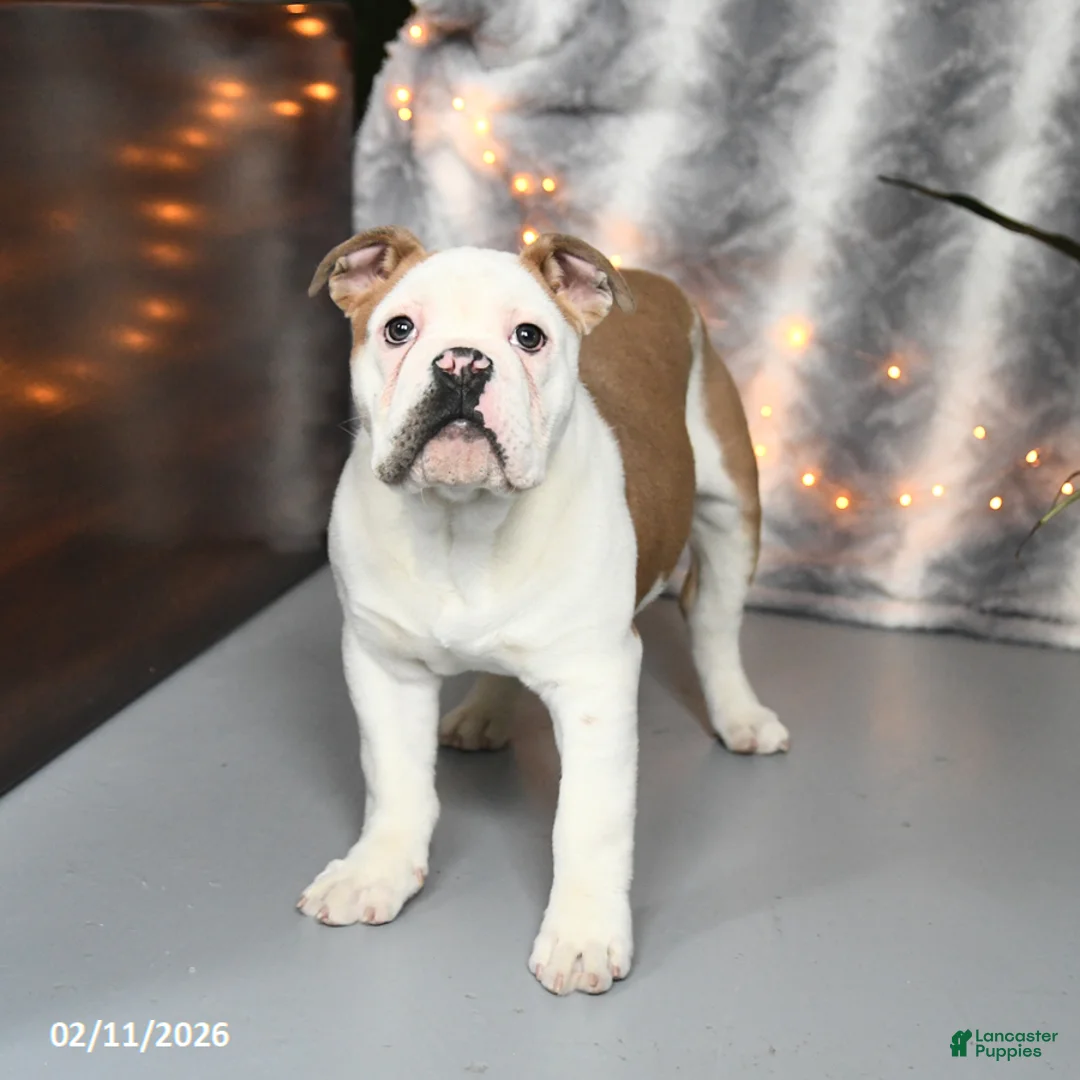 Mixed Breed dogs for sale: Max - Ad 2