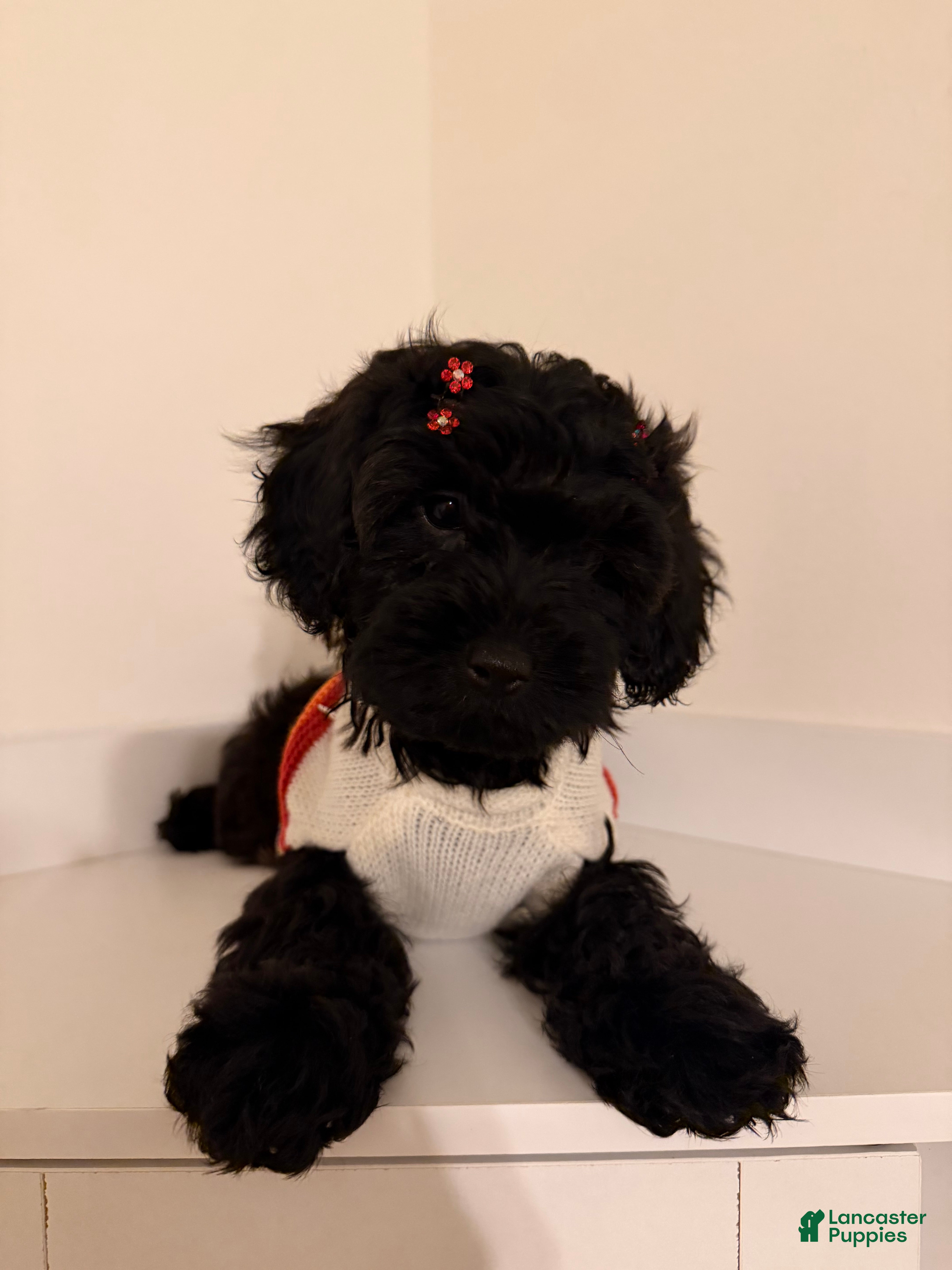 Yorkiepoo dogs for sale: Demi - Ad 2