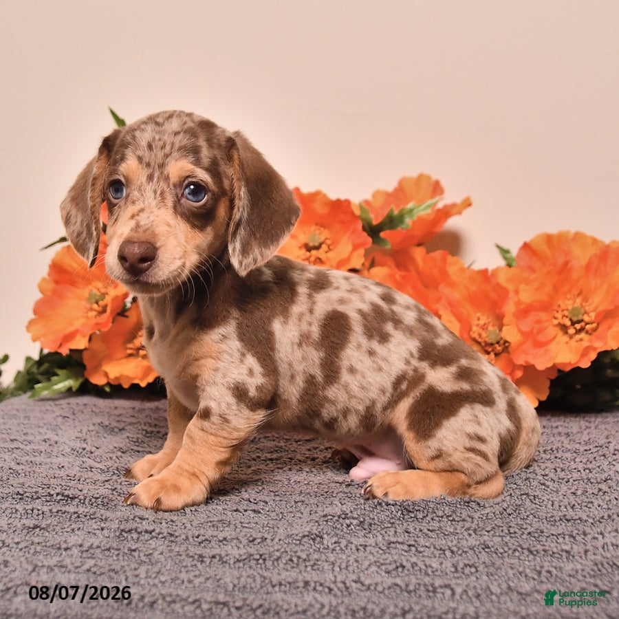 Miniature Dachshund dogs Irvy - Ad 2