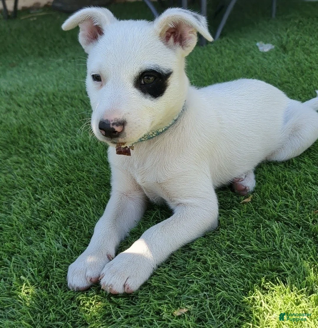 Mixed Breed dogs for sale: Mixed Breed 1 - Ad 1