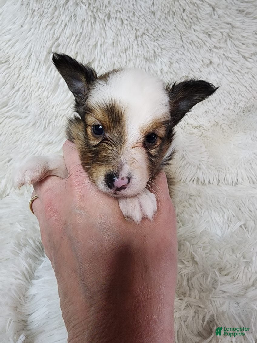 Shetland Sheepdog dogs Magnus - Ad 1