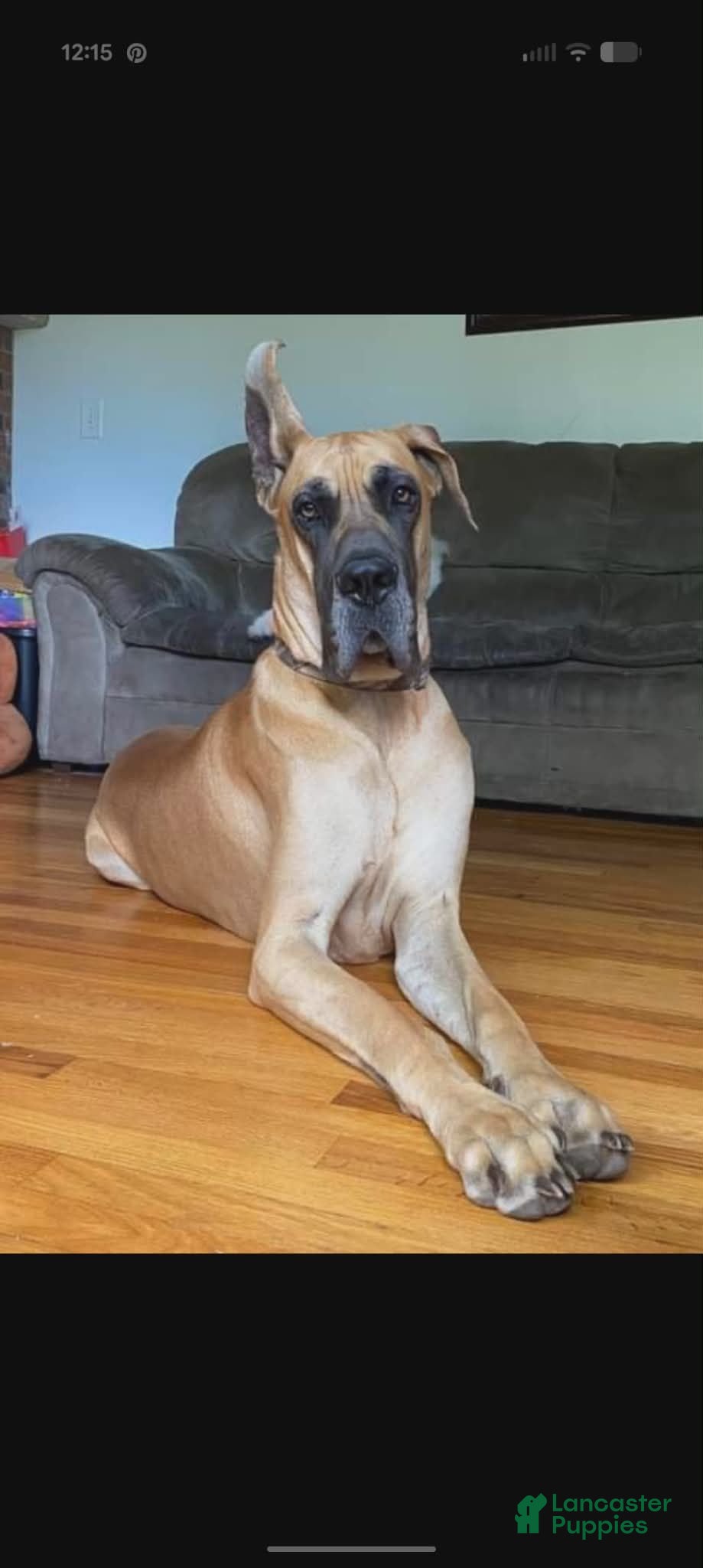 Great Dane dogs Scout - Female  - Ad 2