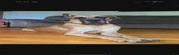 Great Dane dogs for sale: Scout - Female  - Ad 4