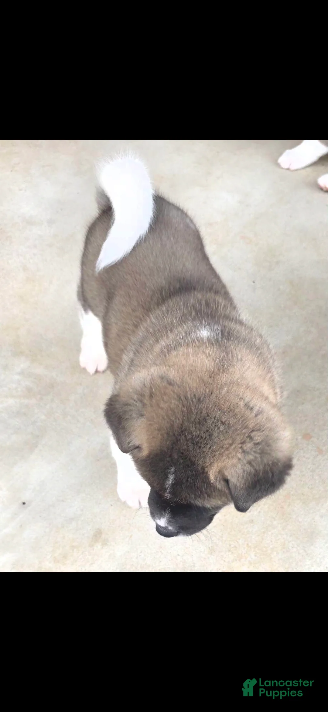 Akita dogs for sale: AKC Chance - Ad 2