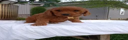 Mini Goldendoodle dogs for sale: Cleo F1b - Ad 2