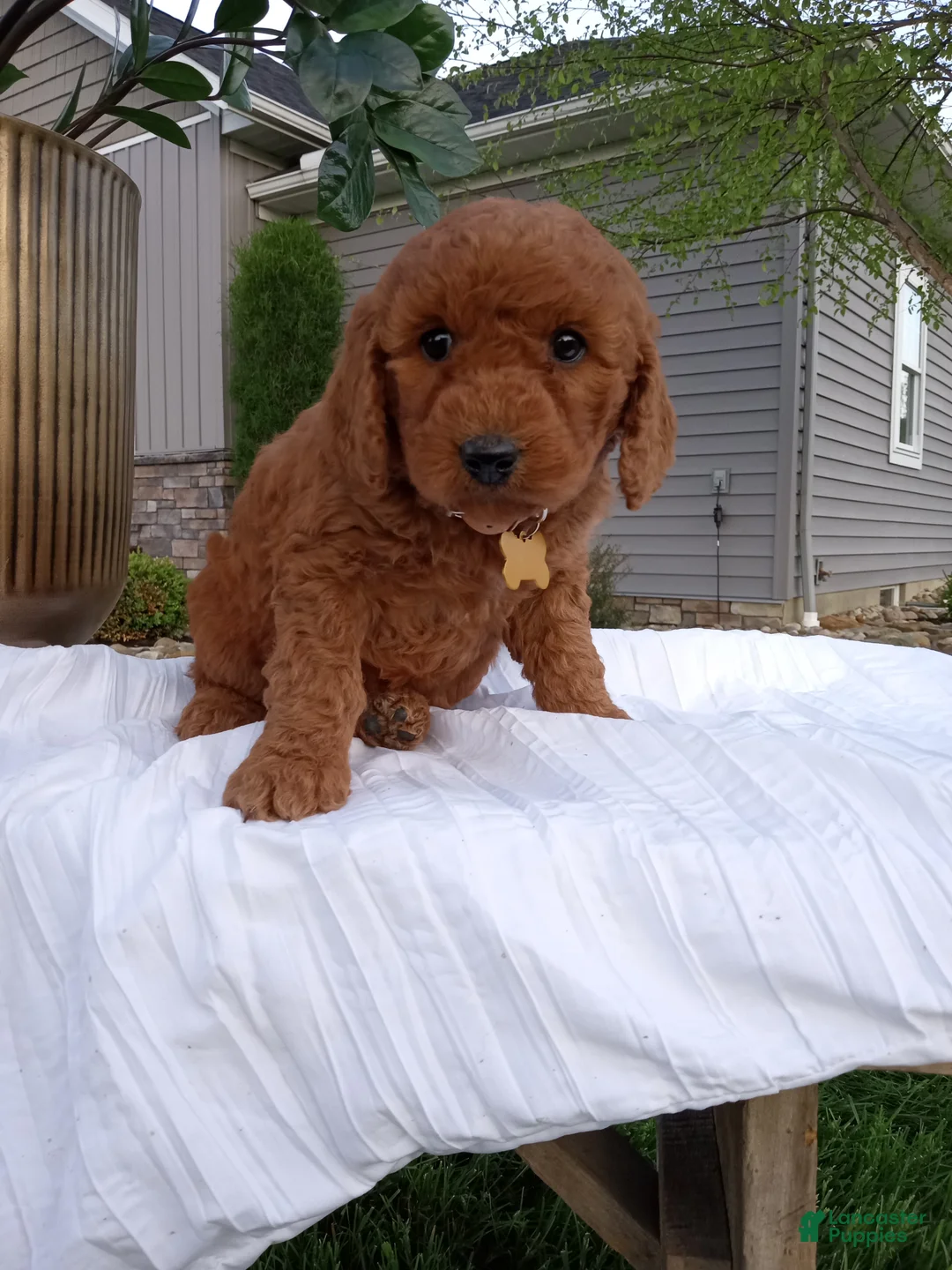Mini Goldendoodle dogs for sale: Cleo F1b - Ad 2