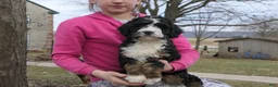 Mini Bernedoodle dogs for sale: Mini Bernedoodle Dora - Ad 5