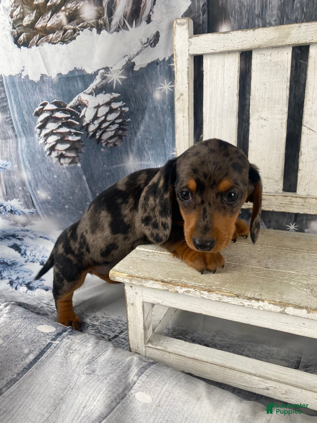Miniature Dachshund dogs for sale: Julie - Ad 11