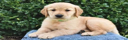 Golden Retriever dogs for sale: Luna  - Ad 3