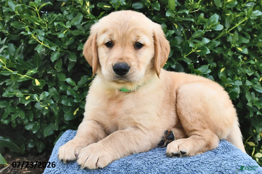 Golden Retriever dogs for sale: Luna  - Ad 3