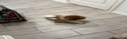 Pomeranian dogs for sale: Pomeranian 1 - Ad 4