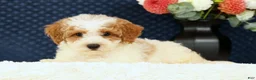 Bichpoo dogs for sale: Ernie - Ad 5
