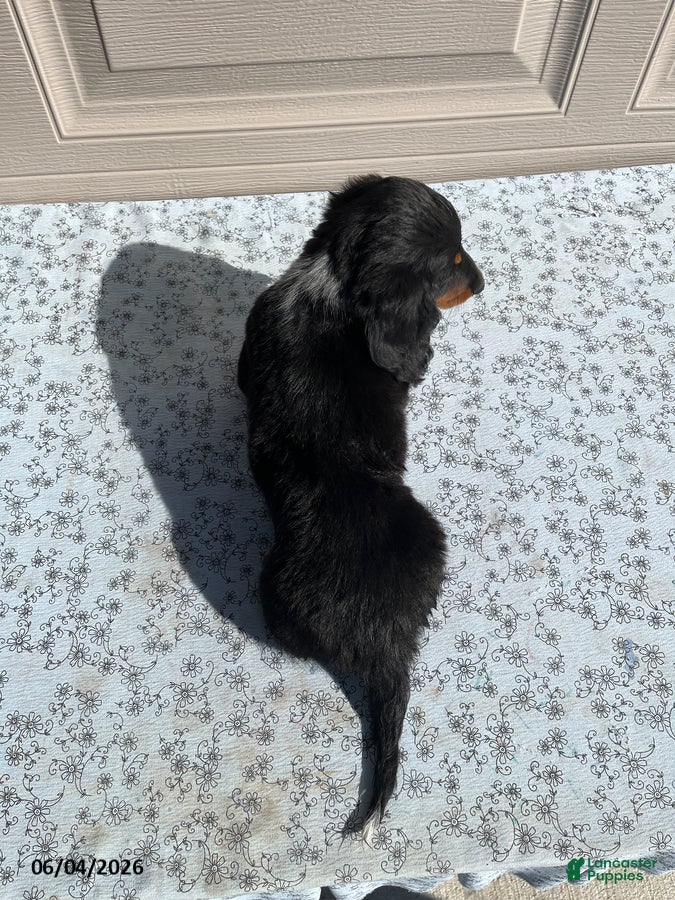 Miniature Dachshund dogs for sale: Todd - Ad 4