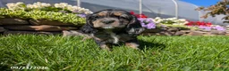 Cocker Spaniel dogs for sale: Amy - Ad 6
