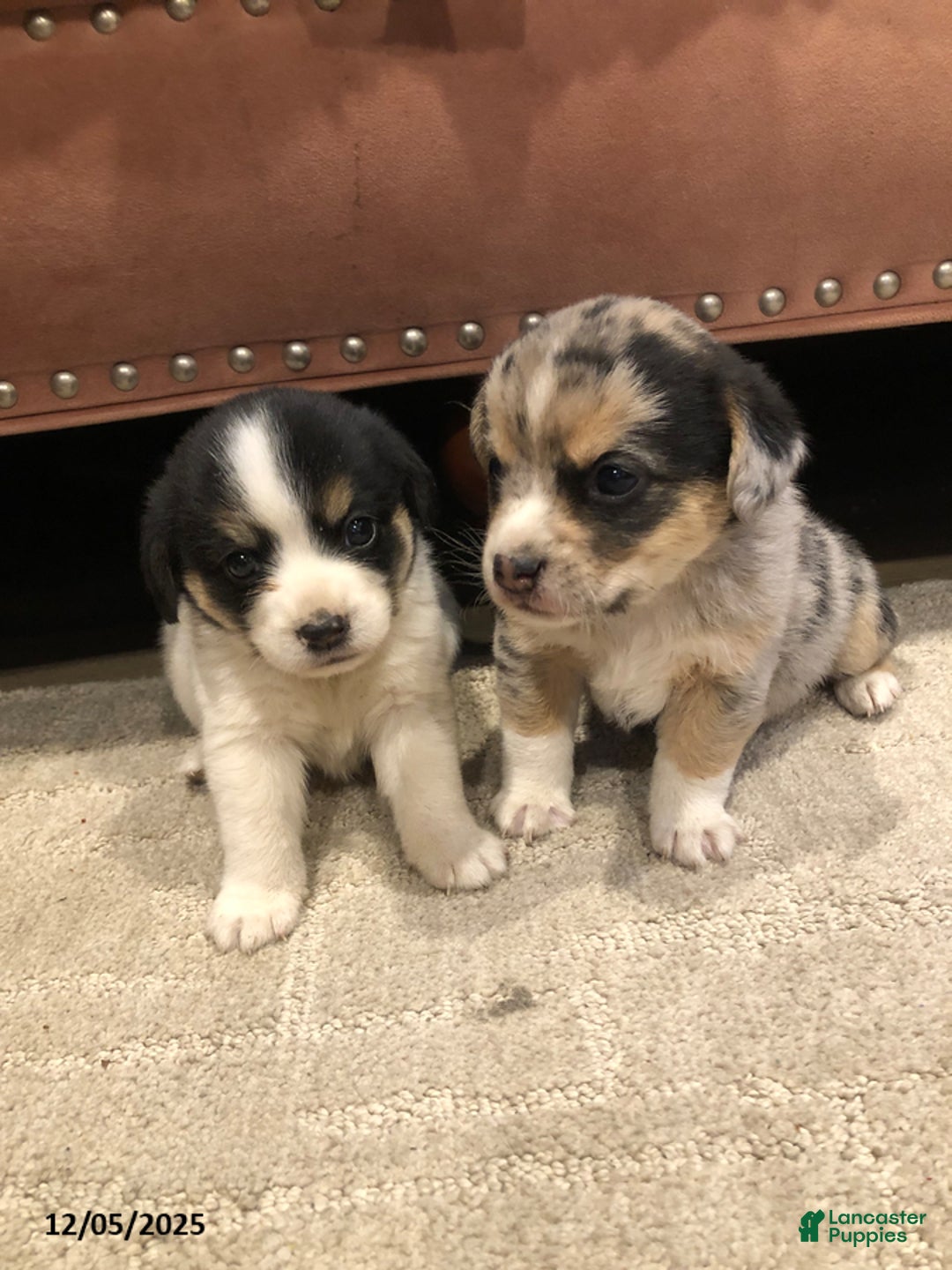 Mixed Breed dogs for sale: Milly - Ad 3