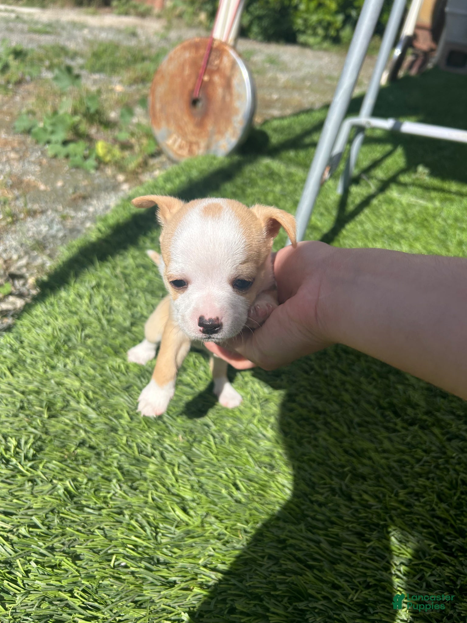 Chihuahua dogs Chihuahua Puppy 3 - Ad 7